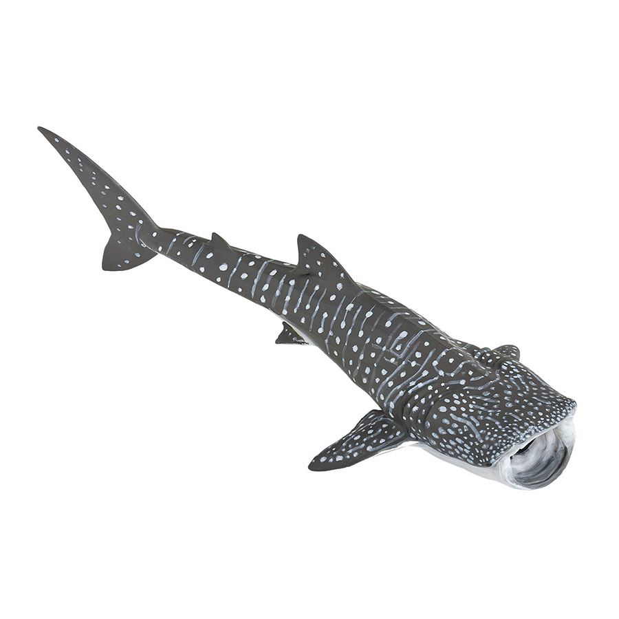 Φαλαινοκαρχαρίας